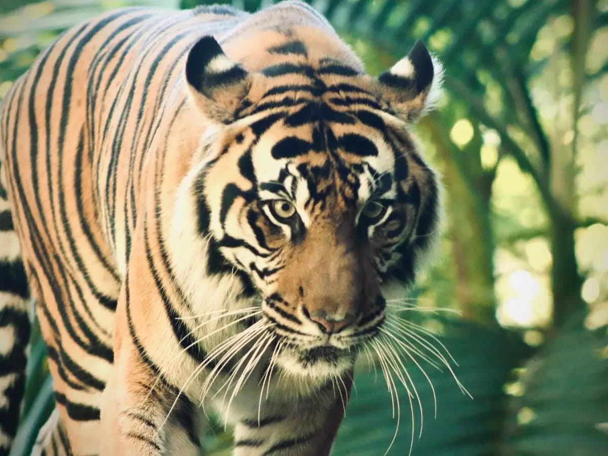 Tigre, le principali minacce che deve affrontare