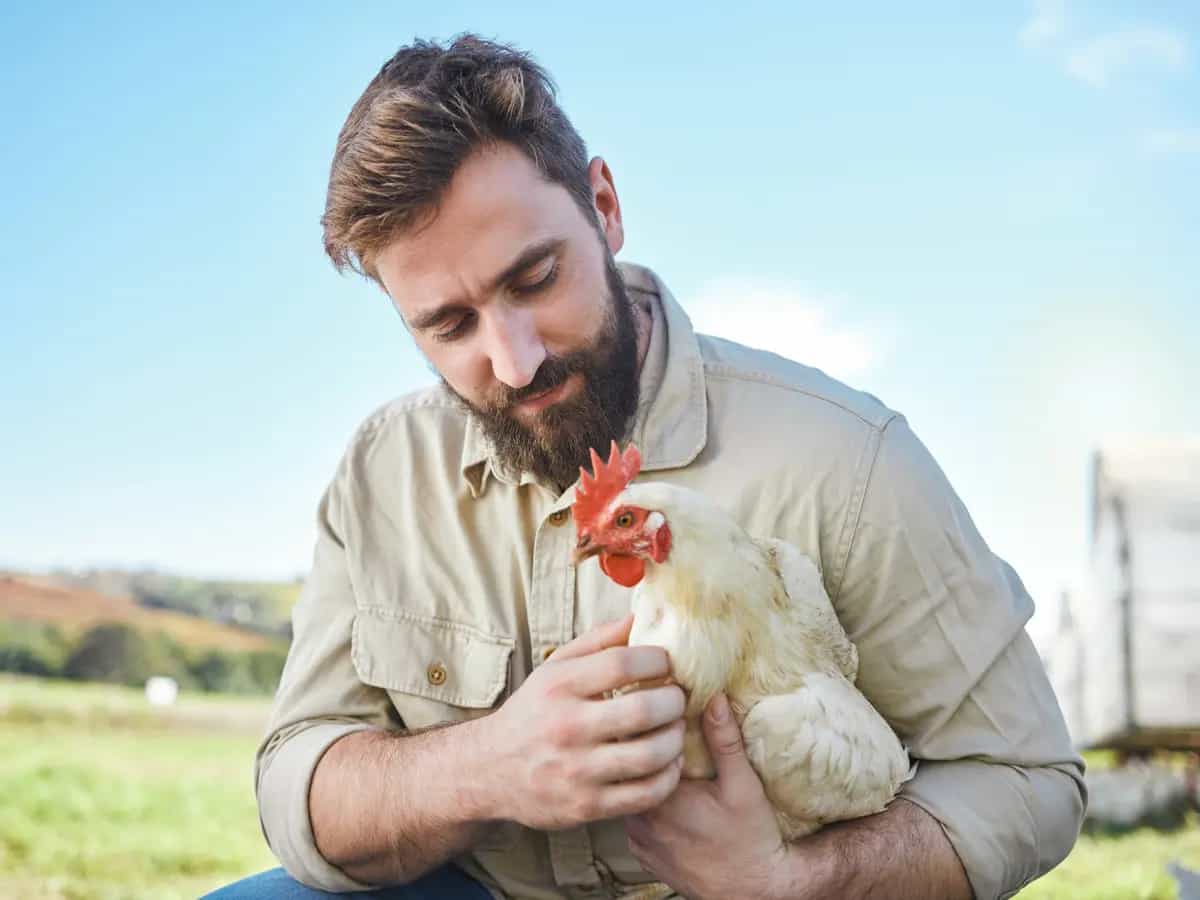 L’uomo capisce le galline