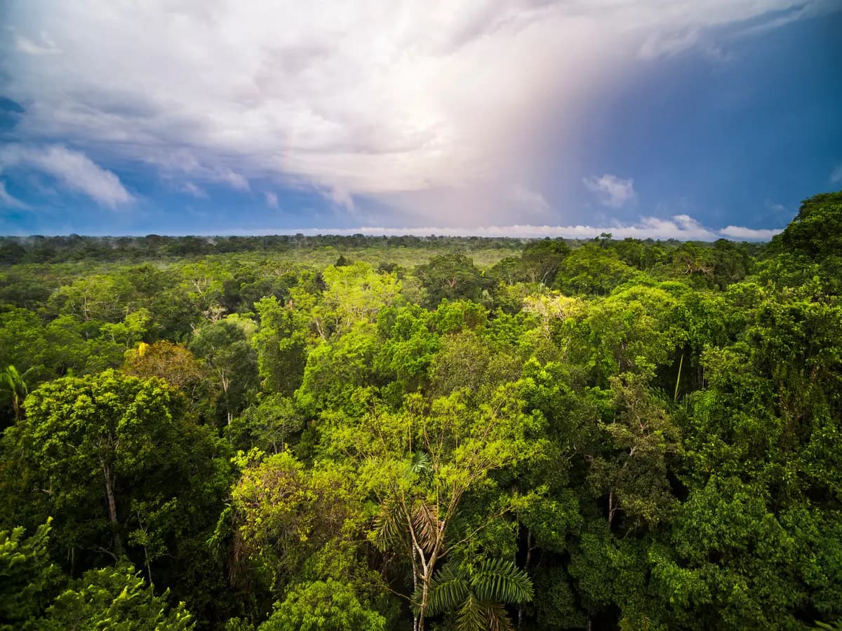 Foresta Amazzonica in pericolo per la mancanza d’acqua