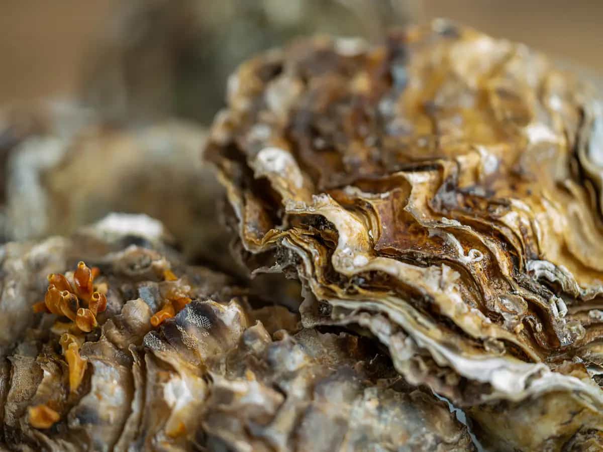 Nuovi esemplari di ostrica nel Mediterraneo