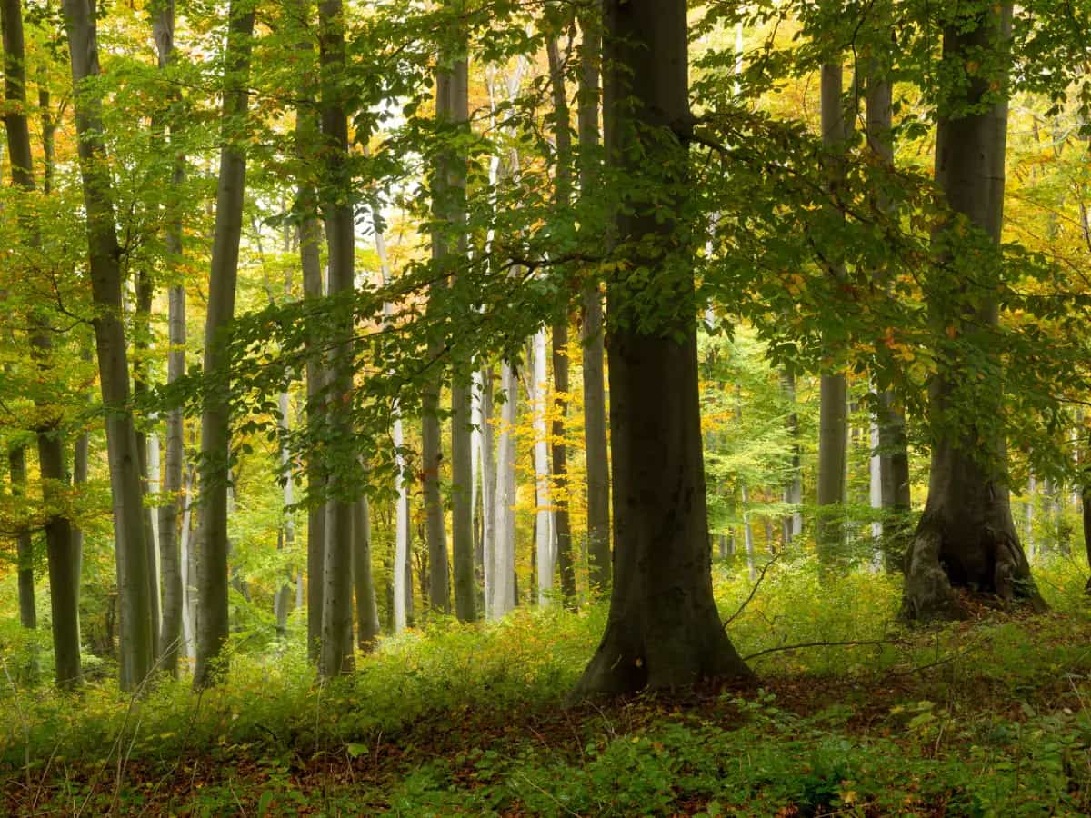 La differenza tra bosco e foresta