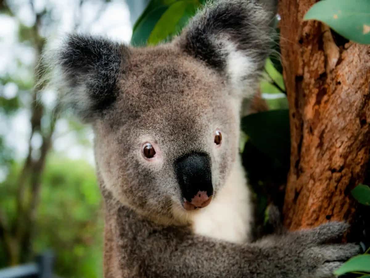 Come proteggere i koala