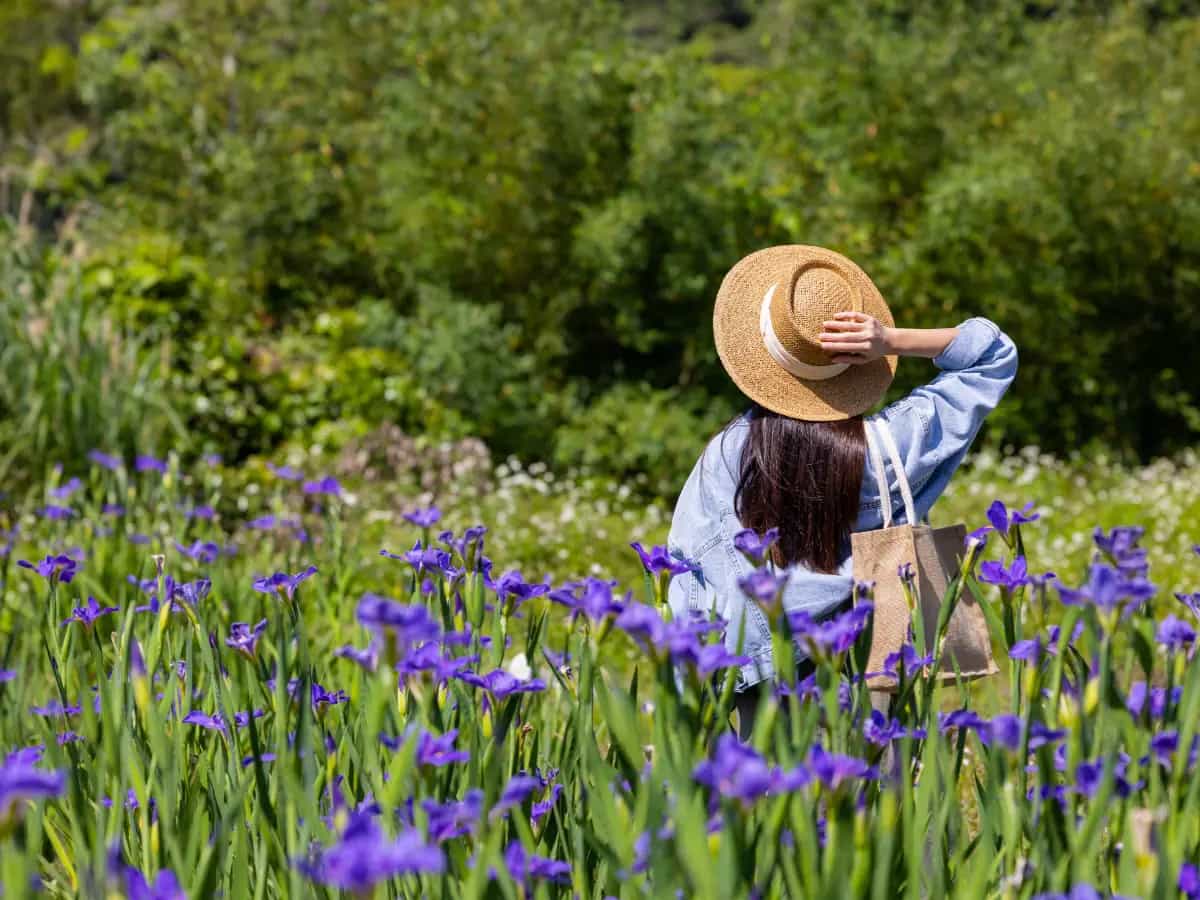 Il giardino dell’Iris: a Firenze sboccia la primavera