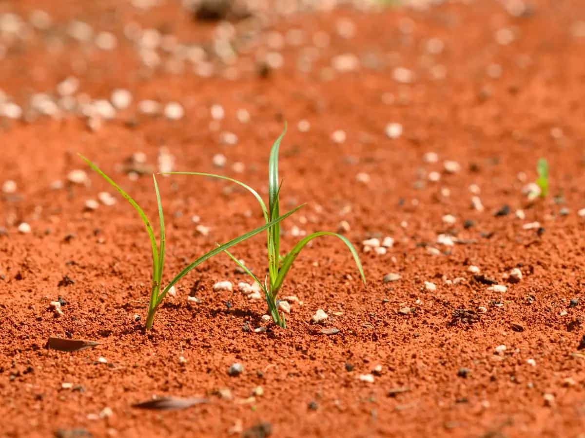 Desertificazione: cos’è e quali sono le cause