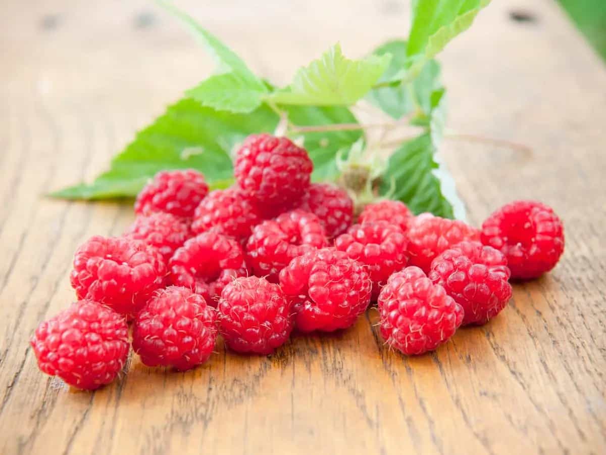 Lamponi: calorie, proprietà e benefici del frutto