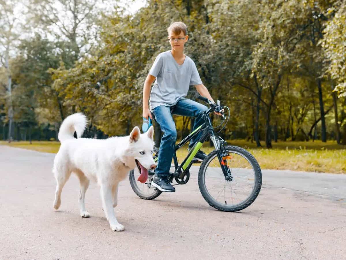 Cicloturismo con il cane: cosa dice la legge