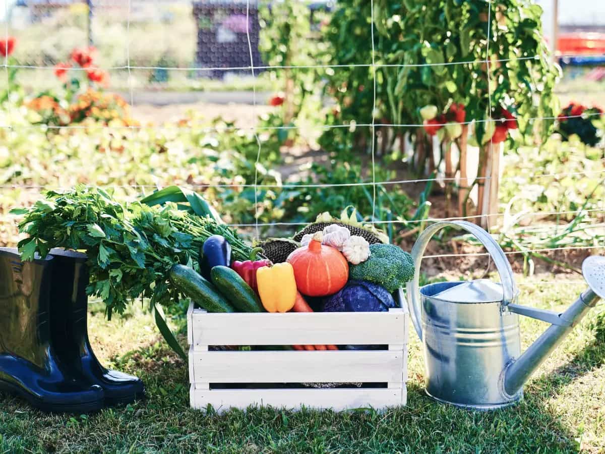 Cosa piantare a giugno nell’orto?