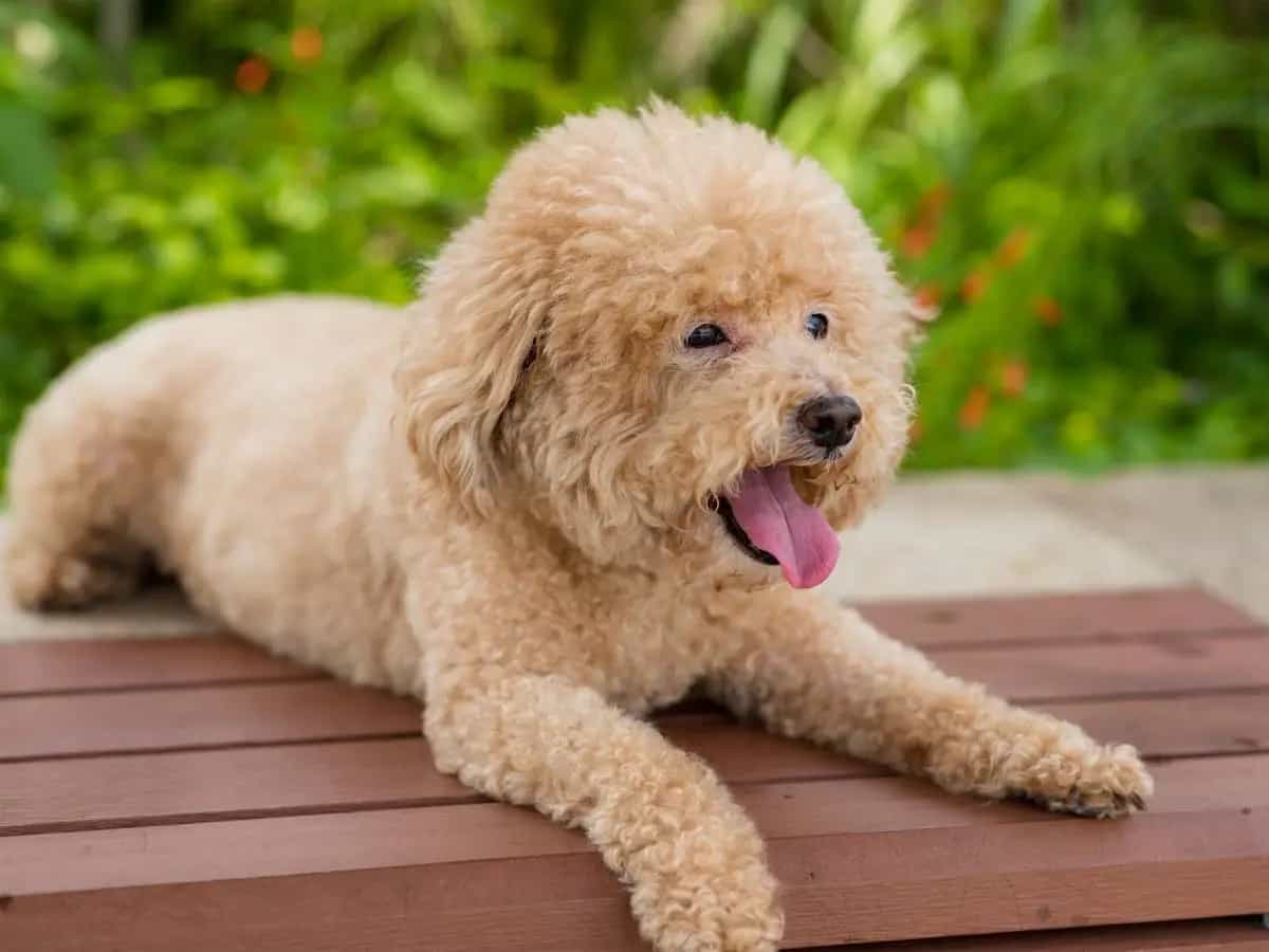 Colpo di calore nel cane: quali sono i sintomi?