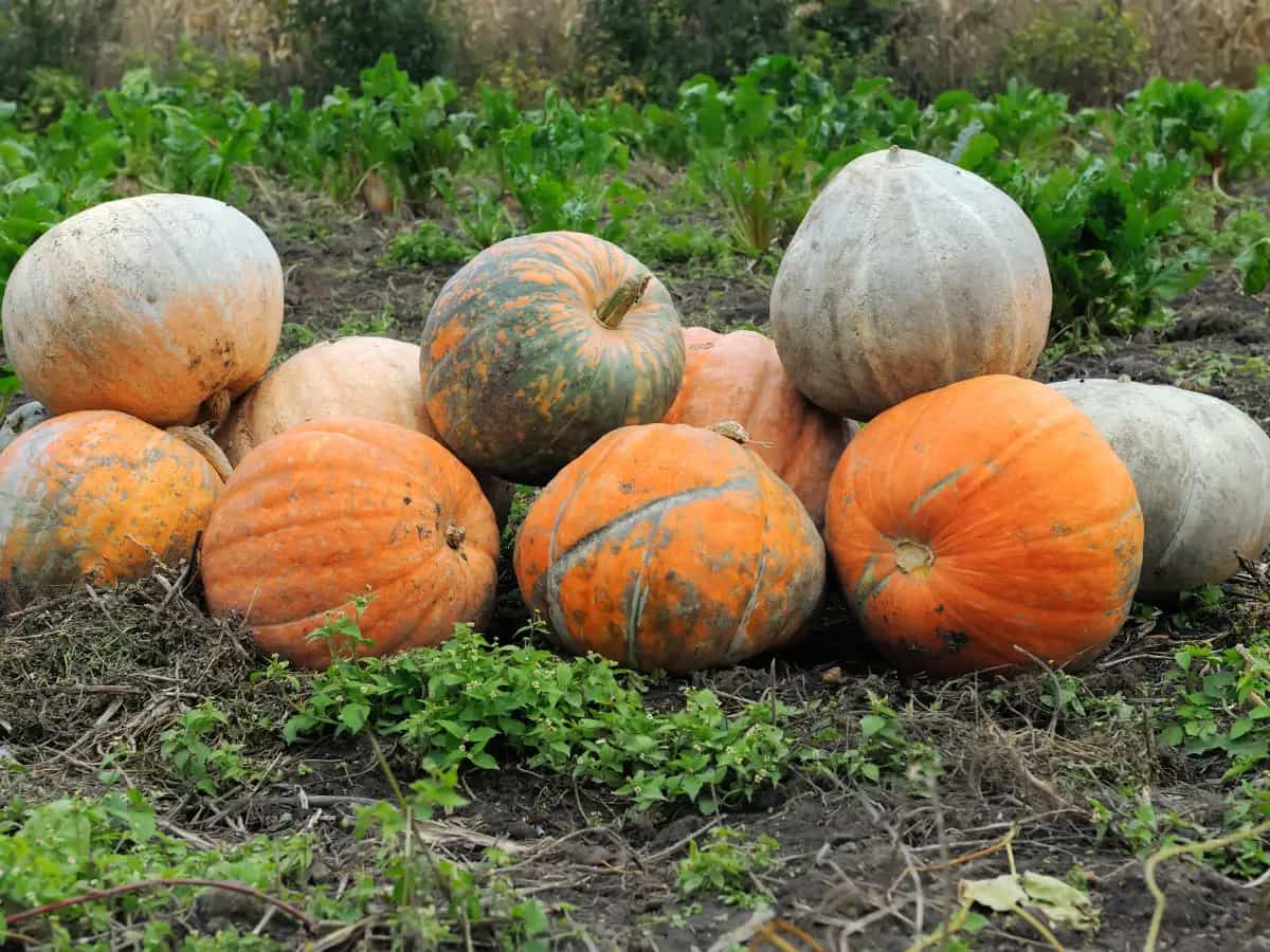 Differenza tra zucca verde e arancione