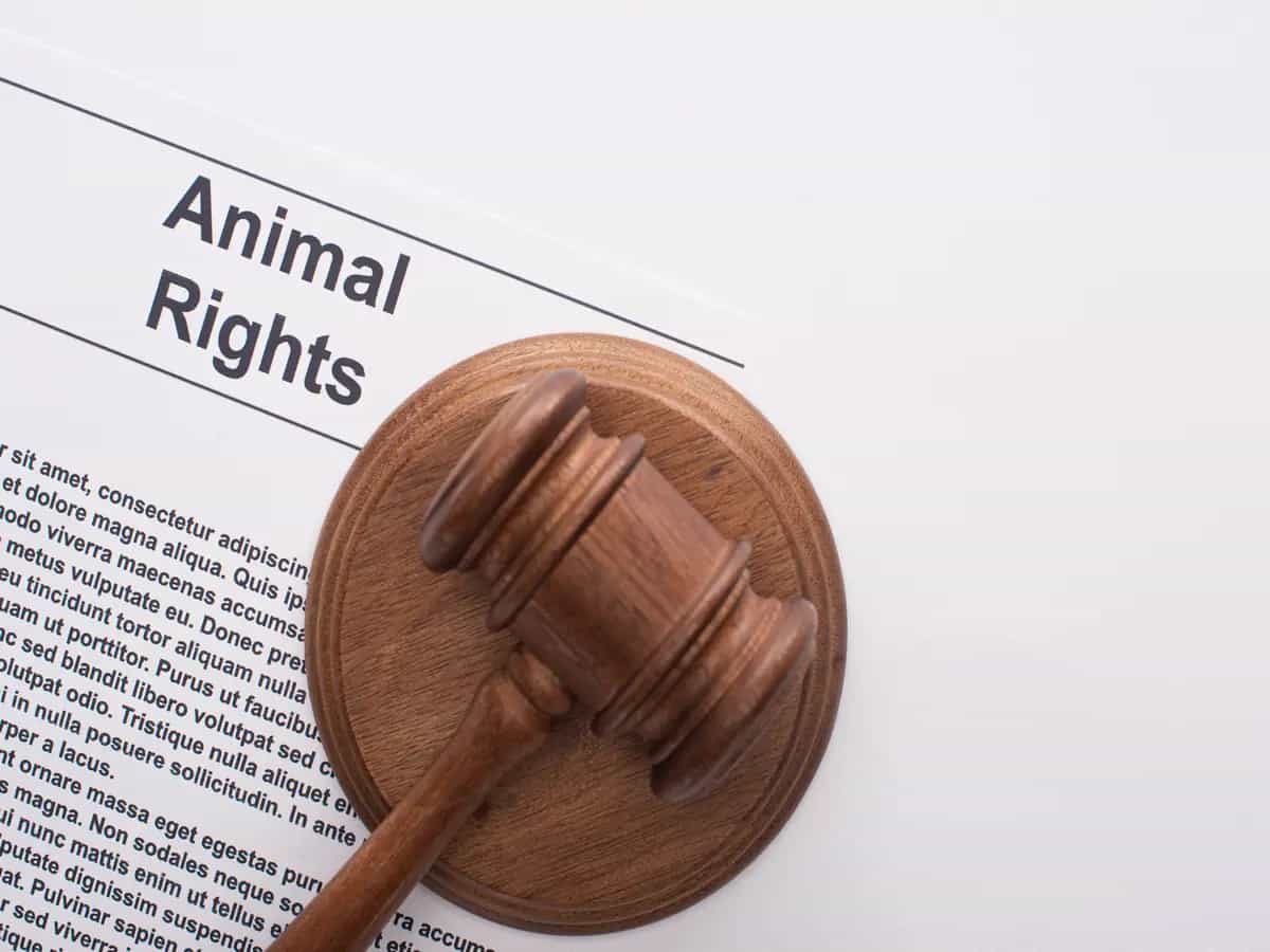 Il benessere degli animali inserito tra i principi dell’OCSE