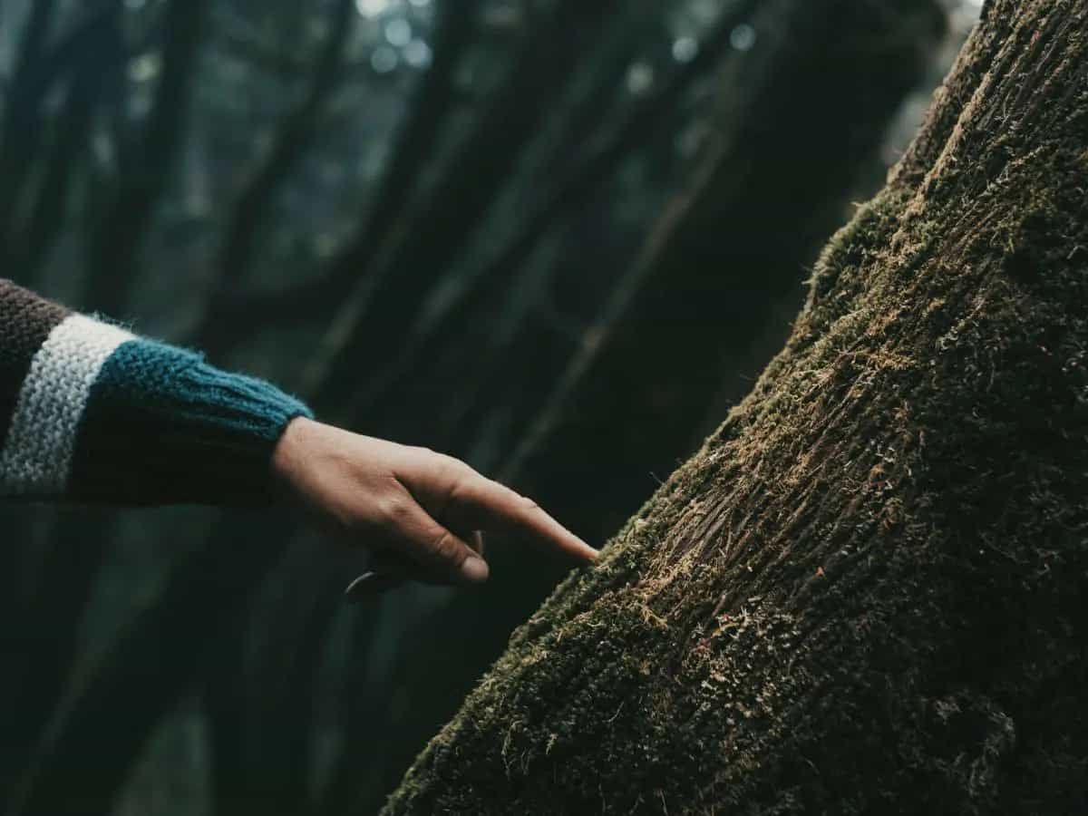 Deforestazione: in Ue in vigore una nuova legge per combatterla