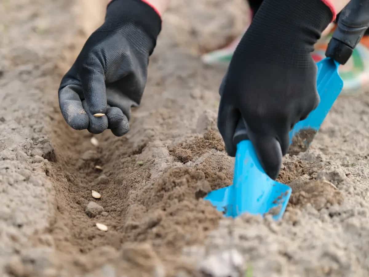 Cosa dice la nuova legge europea sul suolo e perché è criticata?