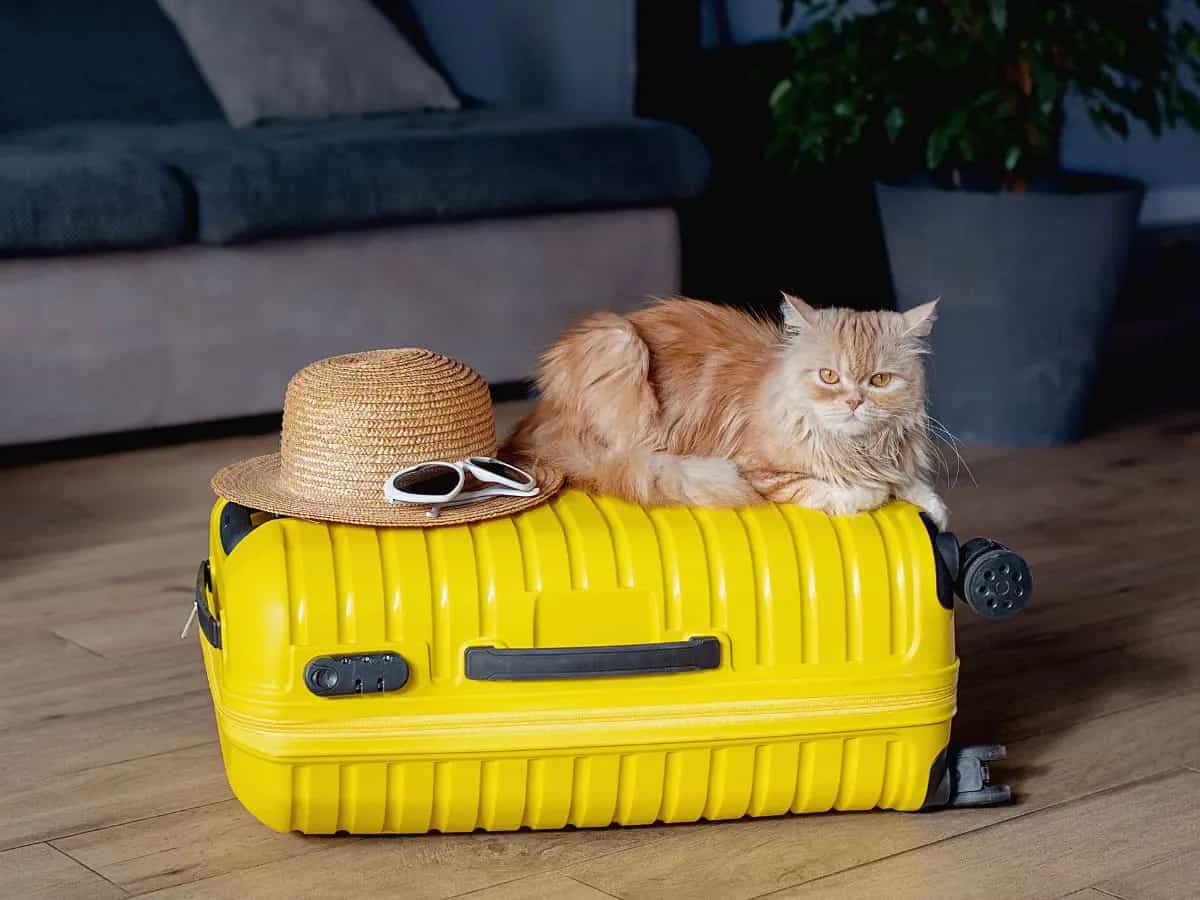Gatto in vacanza, consigli per gestire il micio durante le ferie