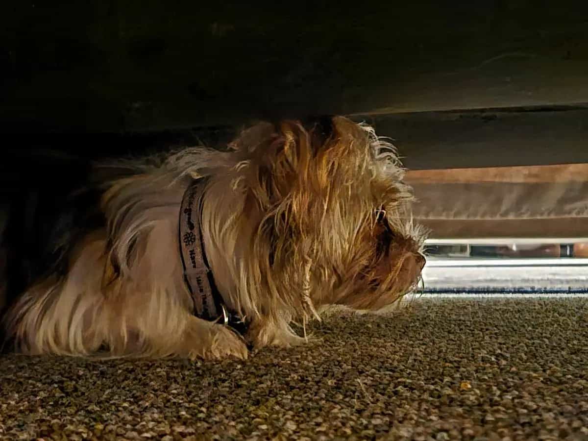 Cani e paura dei temporali: ecco come calmarli