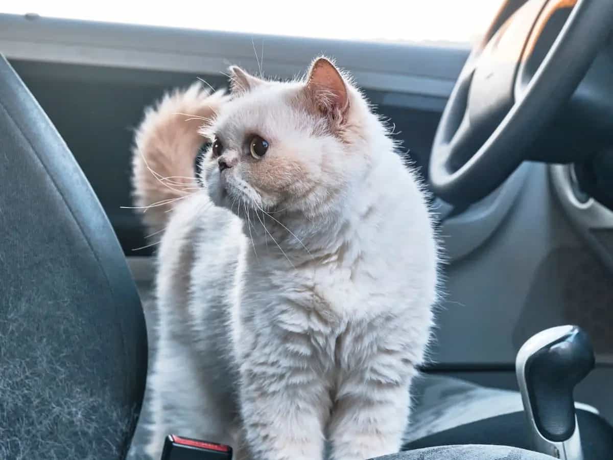 Gatto in camper: consigli per viaggiare sicuri