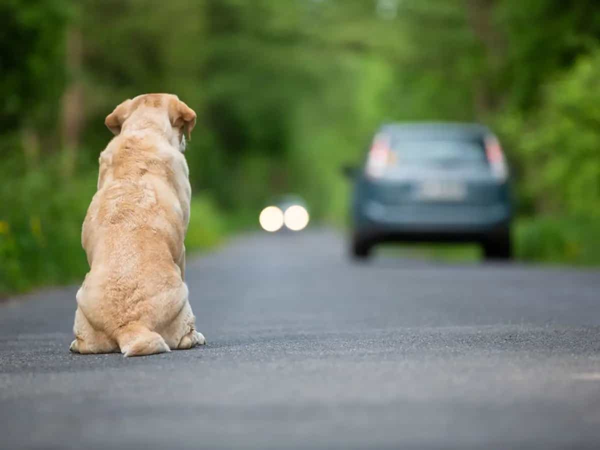 Cosa rischia chi abbandona un animale?