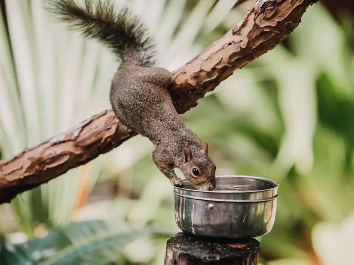 Dare da mangiare agli animali selvatici: ecco perché evitare