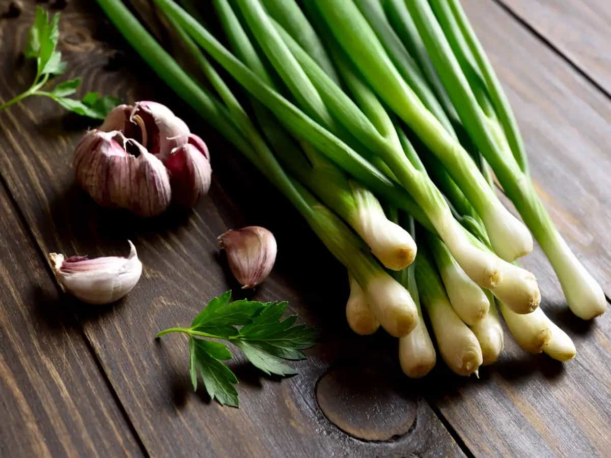 alimenti ricchi probiotici