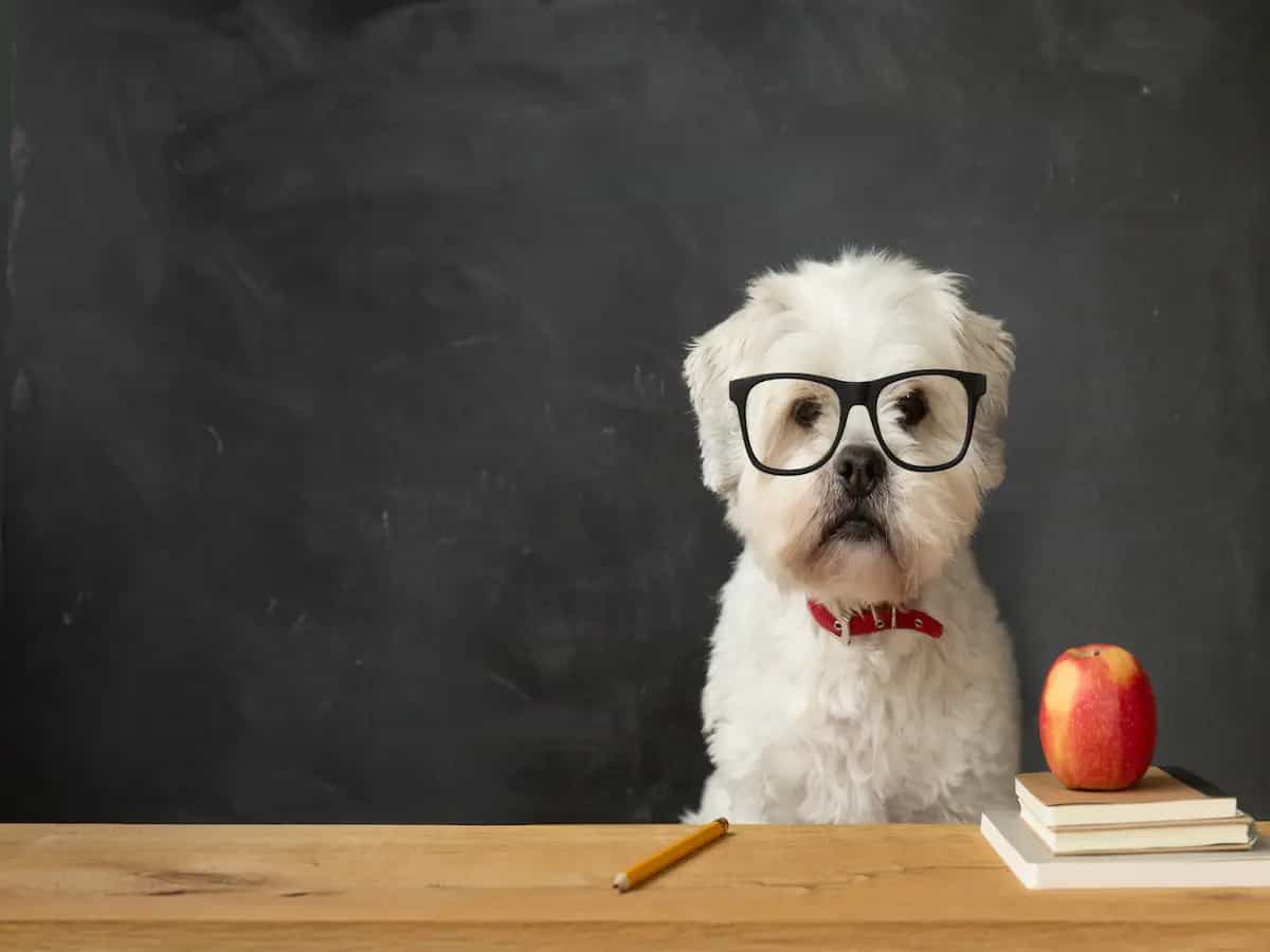 Quali sono le razze di cane più intelligenti?