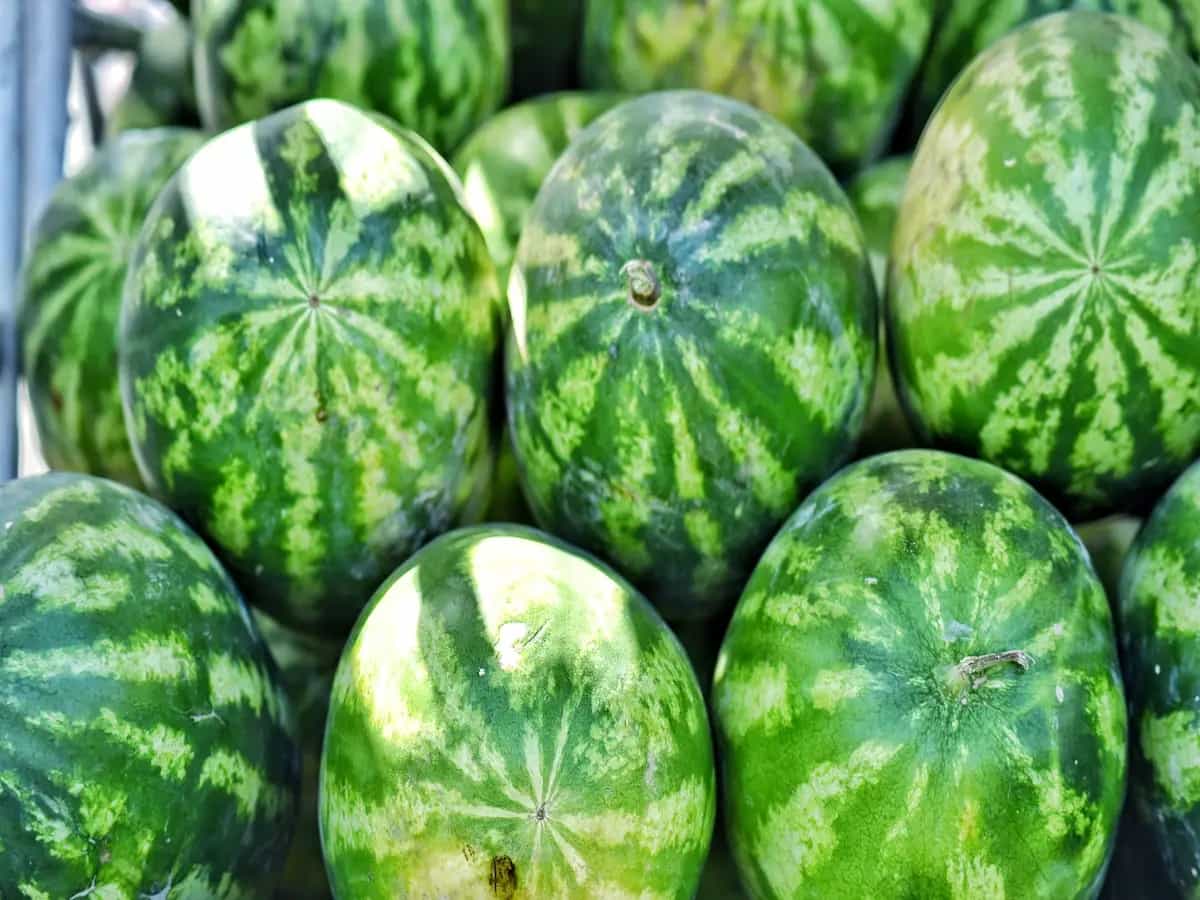 L'anguria è un frutto o una verdura?