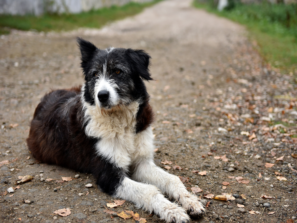 Anche i cani randagi capiscono le indicazioni dell’uomo