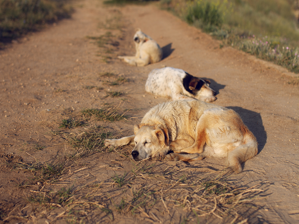 Quanti cani randagi ci sono in Italia?