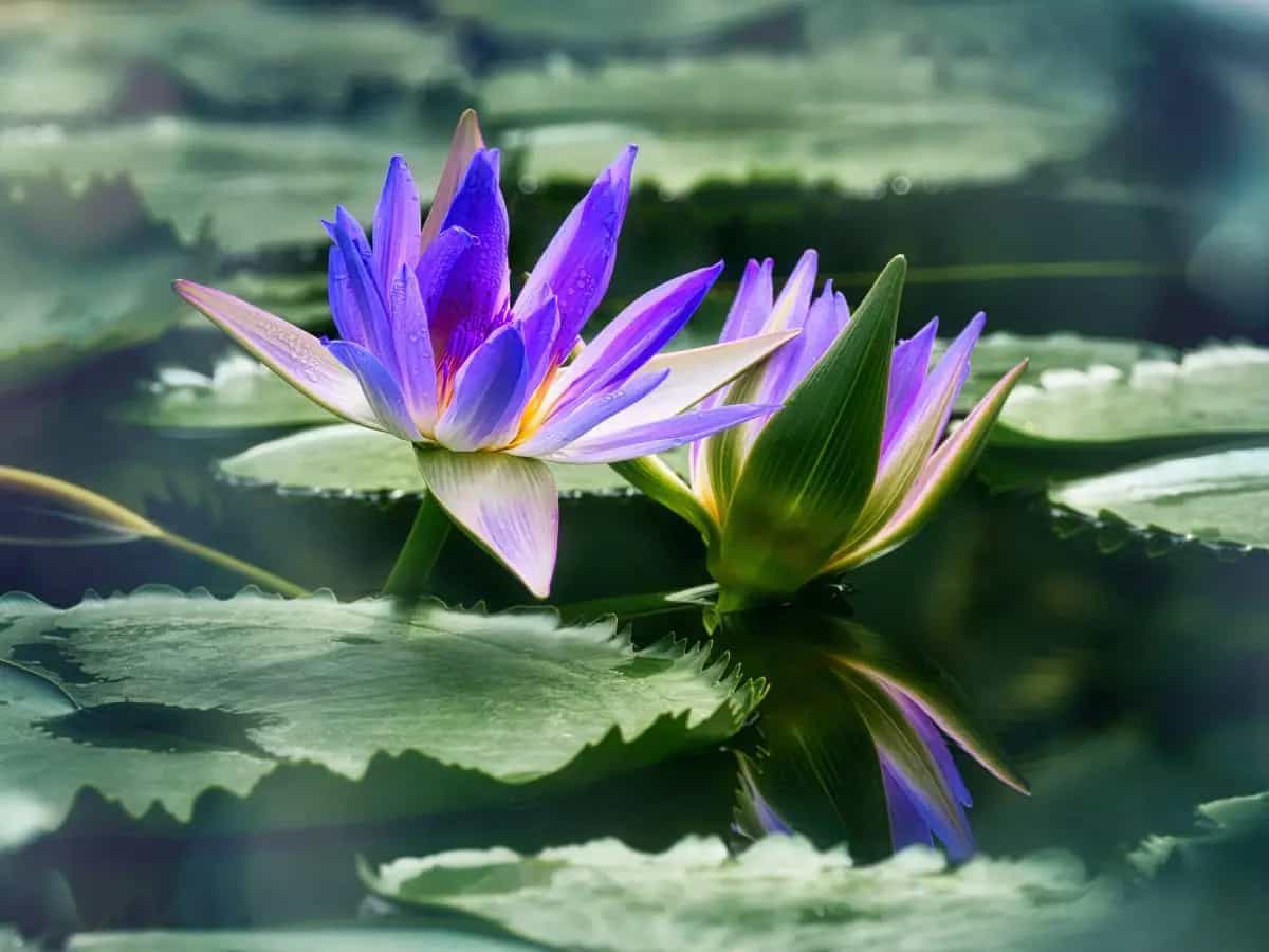 Qual è la differenza tra ninfea e fiore di loto?