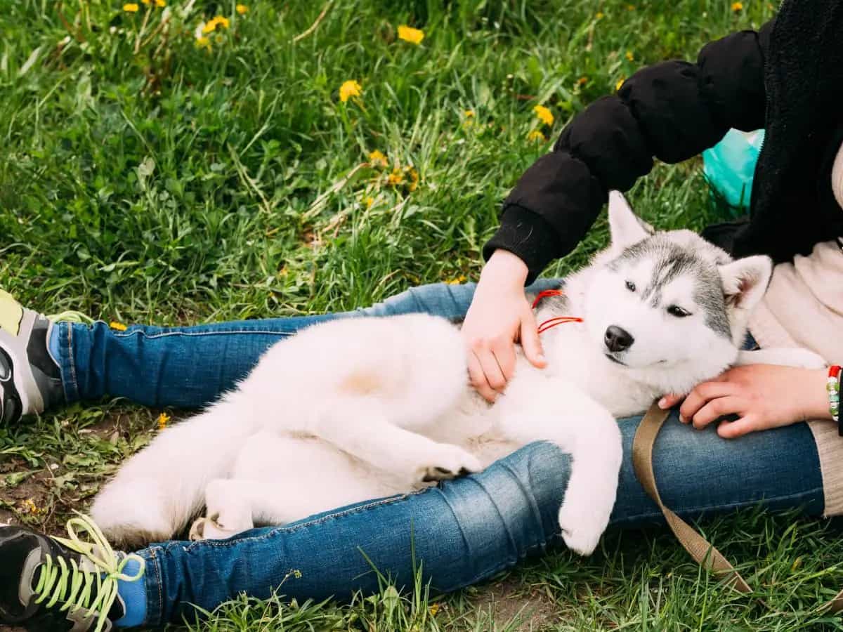 Come capire se il cane ha un forasacco