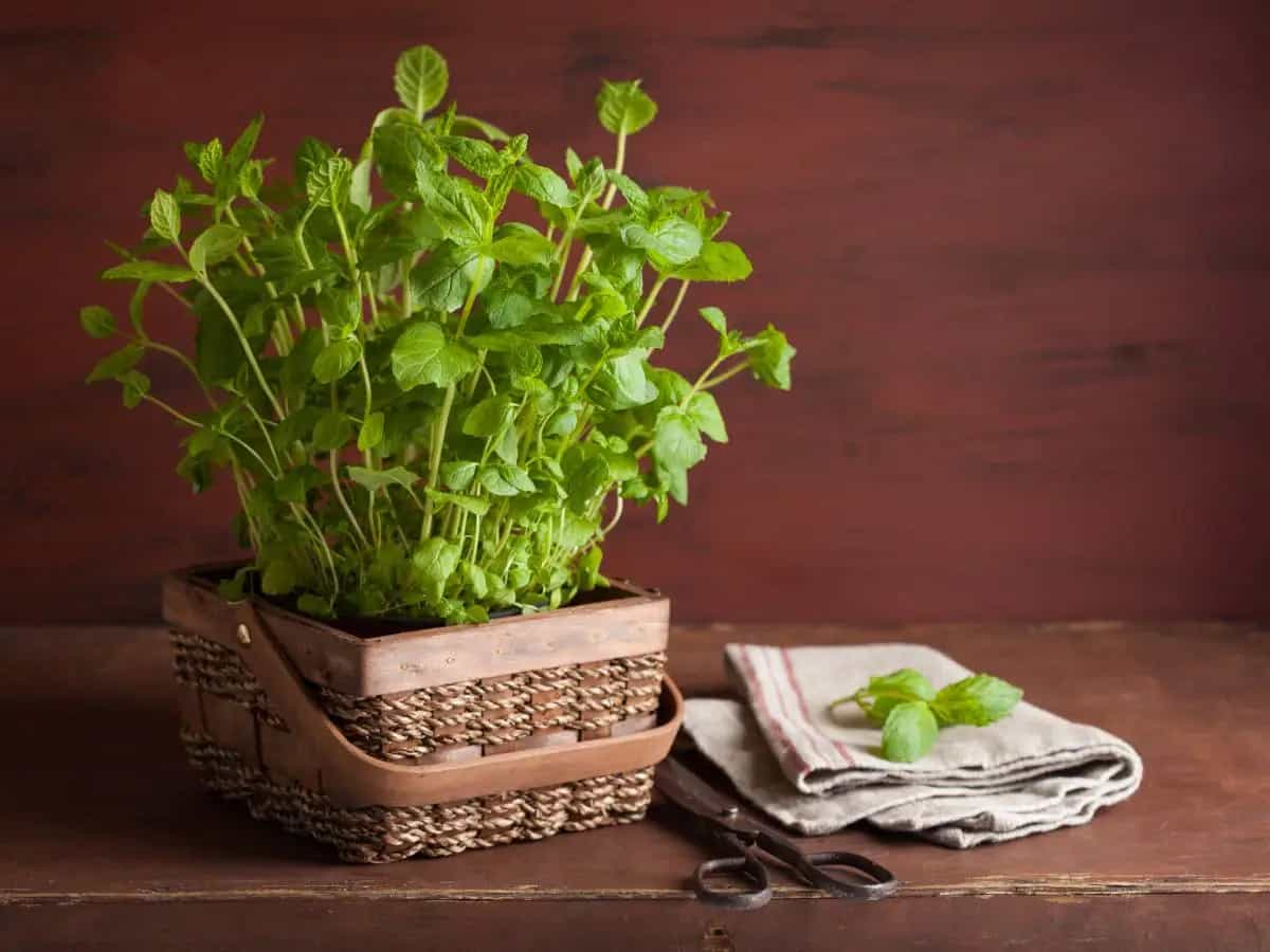 Qual è la differenza tra menta e menta piperita?