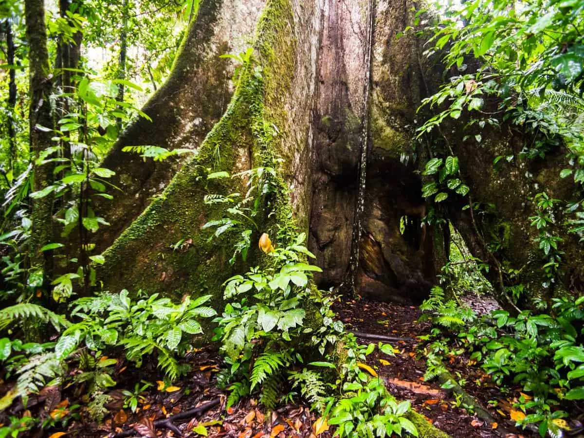 Perché l’Amazzonia è una risorsa importante per il pianeta?