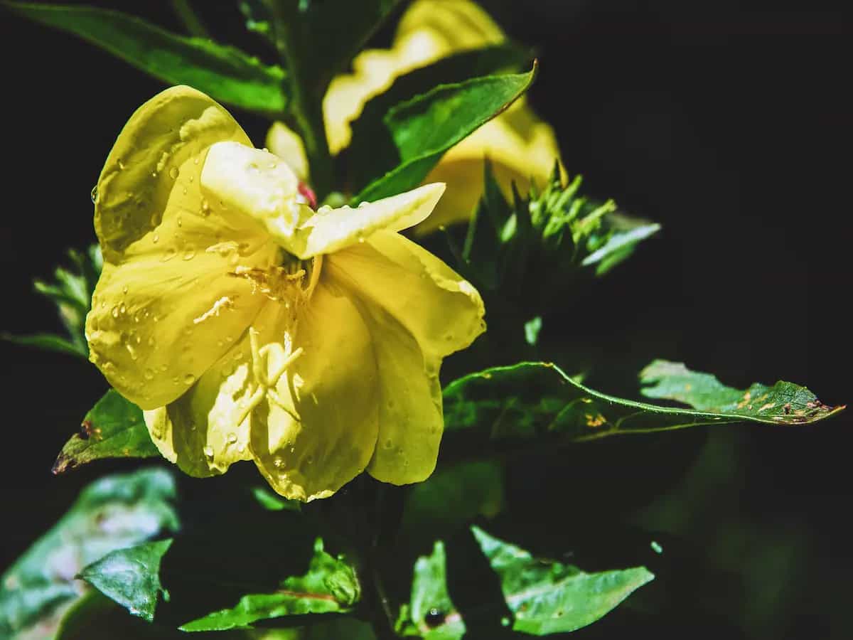 Olio di Enotera: cos'è e quali sono i suoi utilizzi