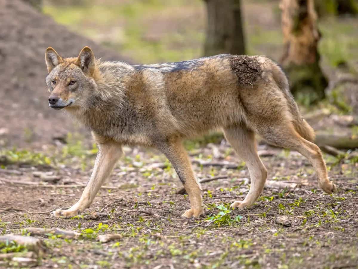 lupo animale protetto