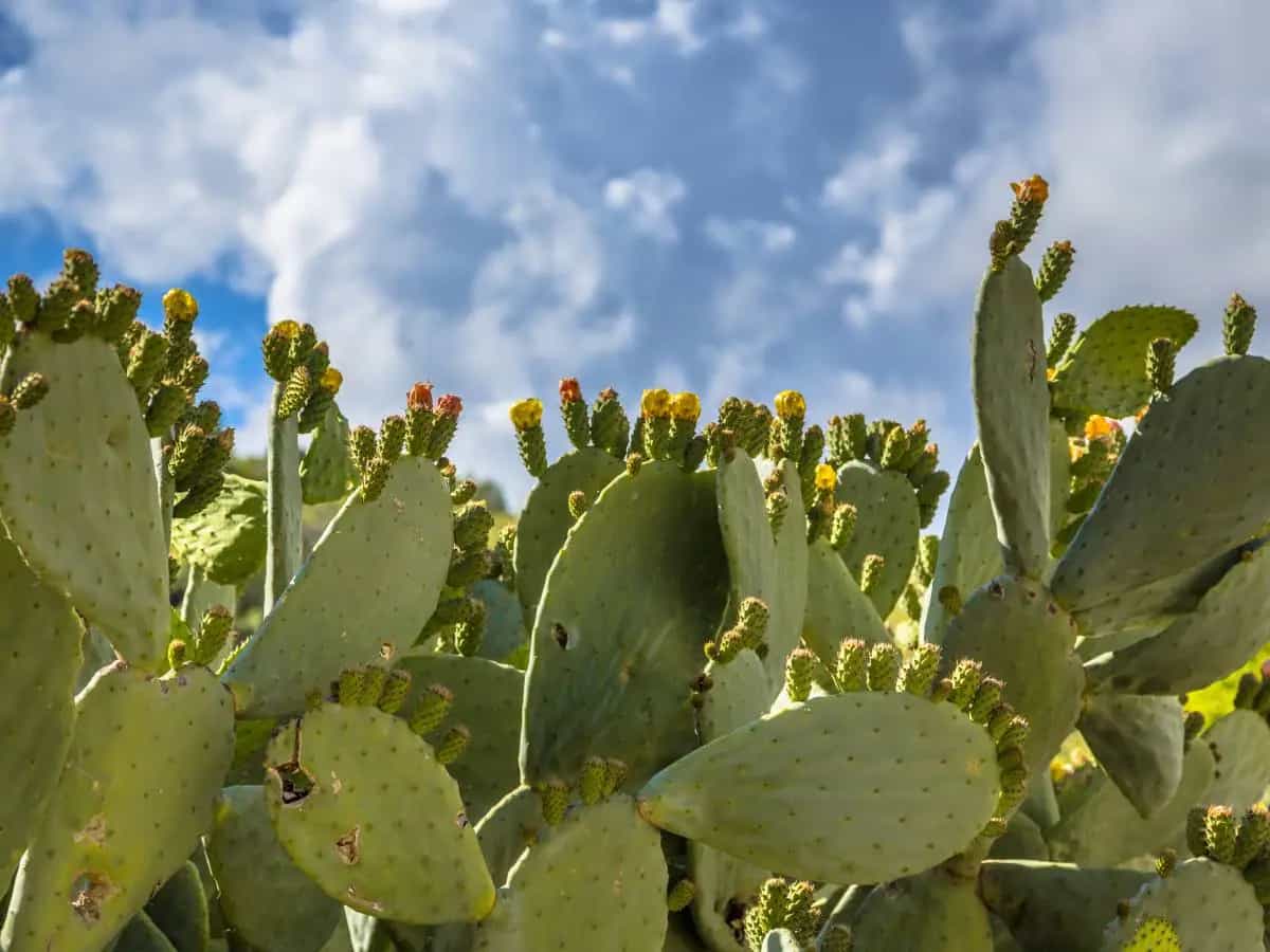 Il fico d’India è un cactus?