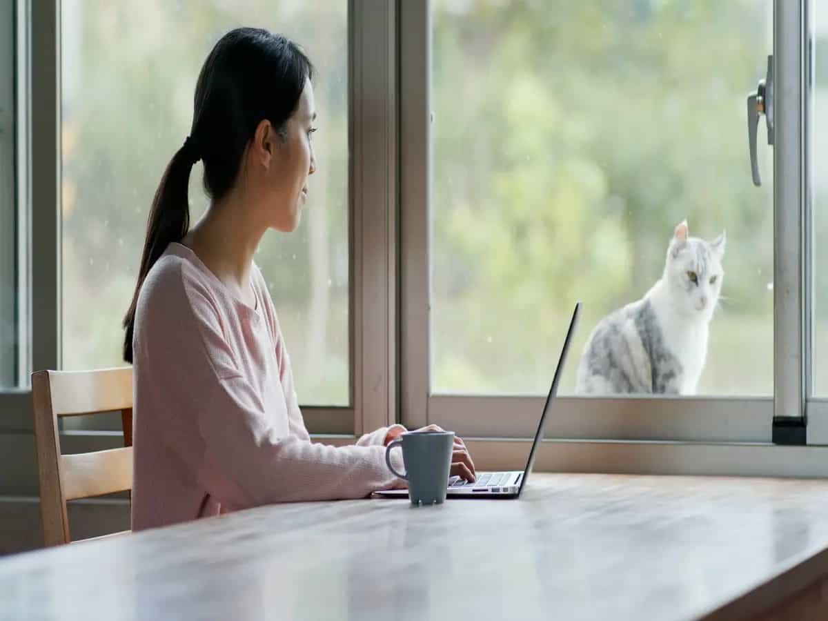 Perché i gatti si avventurano fuori dalle abitazioni?