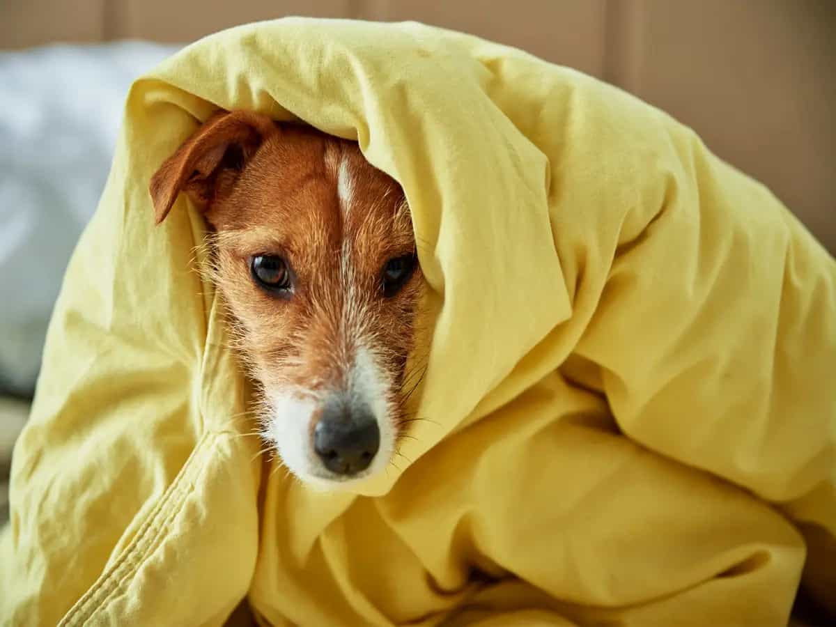 Cani, gli effetti dell’aria condizionata sulla loro salute
