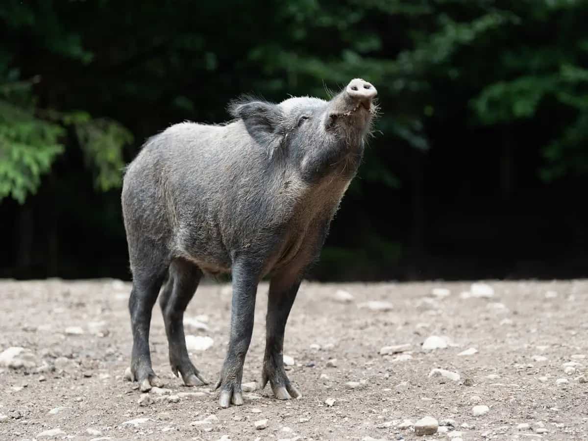 Cattura dei cinghiali: Ispra sperimenta un nuovo metodo