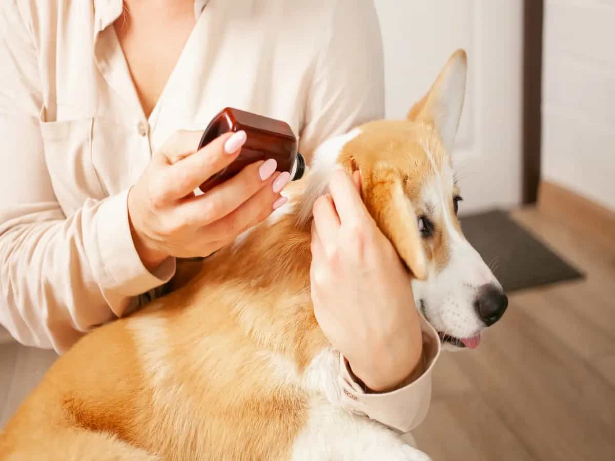 Come scegliere gli antiparassitari per i cani