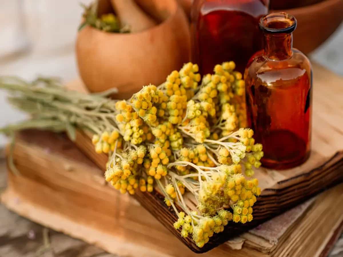 Elicriso: proprietà e benefici della pianta