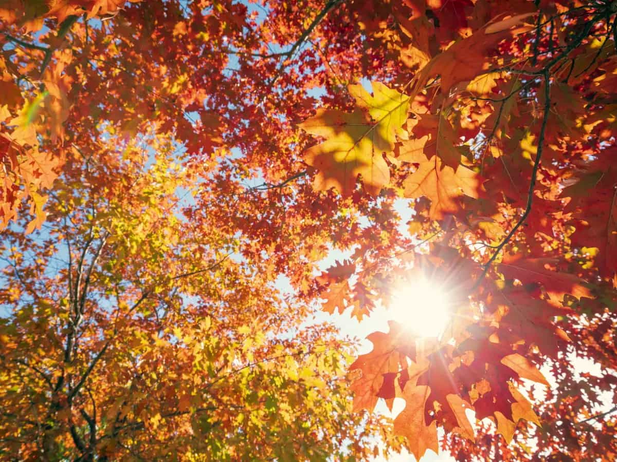 Perche le foglie diventano gialle in autunno