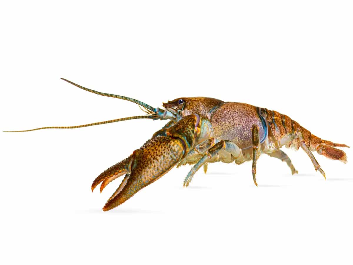 Il gambero di fiume italiano torna a nuotare nei nostri corsi d’acqua