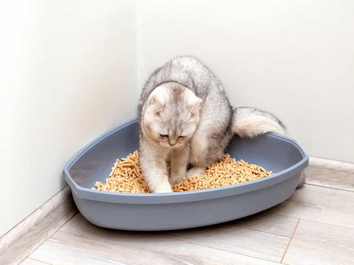Perché il gatto corre dopo aver usato la lettiera?