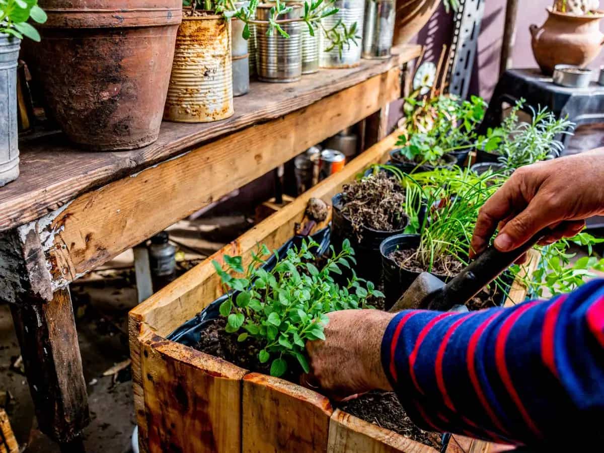 Erbe aromatiche: ecco quali si possono piantare anche in autunno