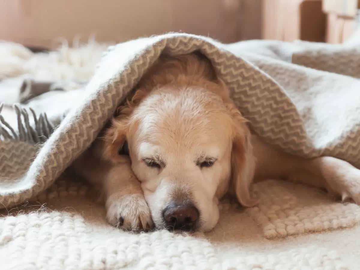 Cipolla: ecco perché è pericolosa per i cani