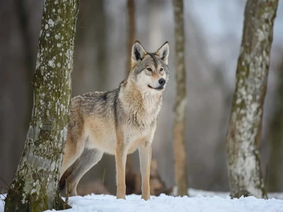 Lupo, perché non abbaia come il cane?
