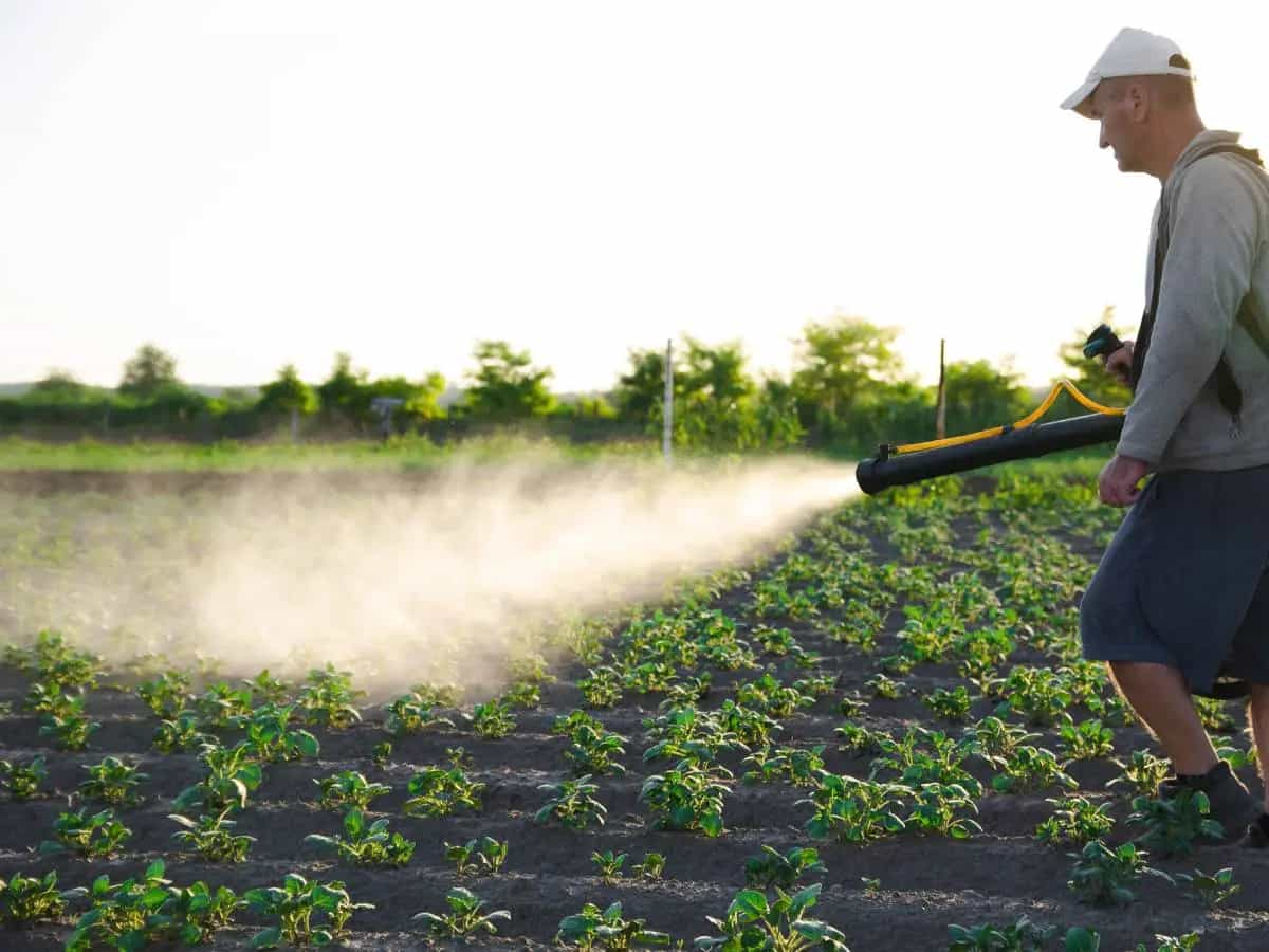 L’uso di pesticidi potrebbe aumentare la mortalità da leucemia nei bambini