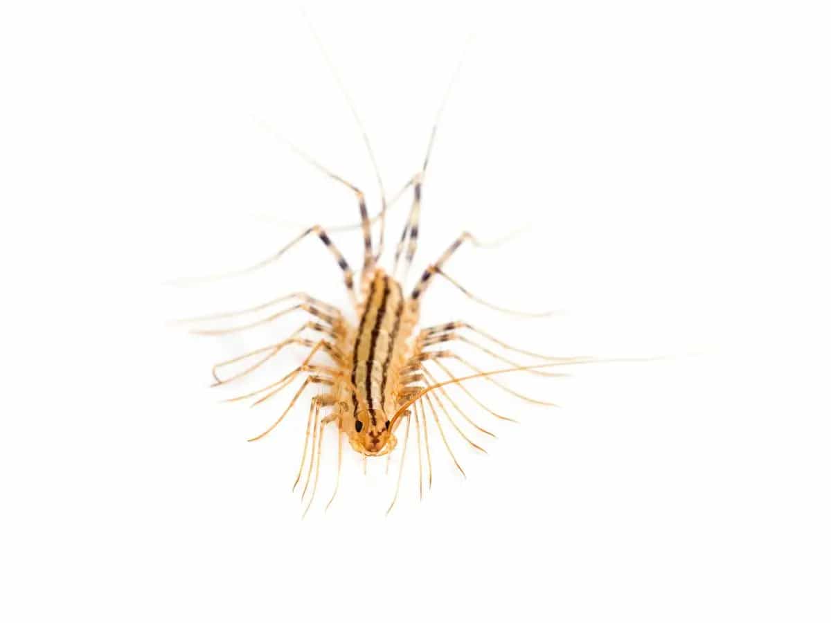 Scutigera: cos’è e cosa fare se ne troviamo una in casa