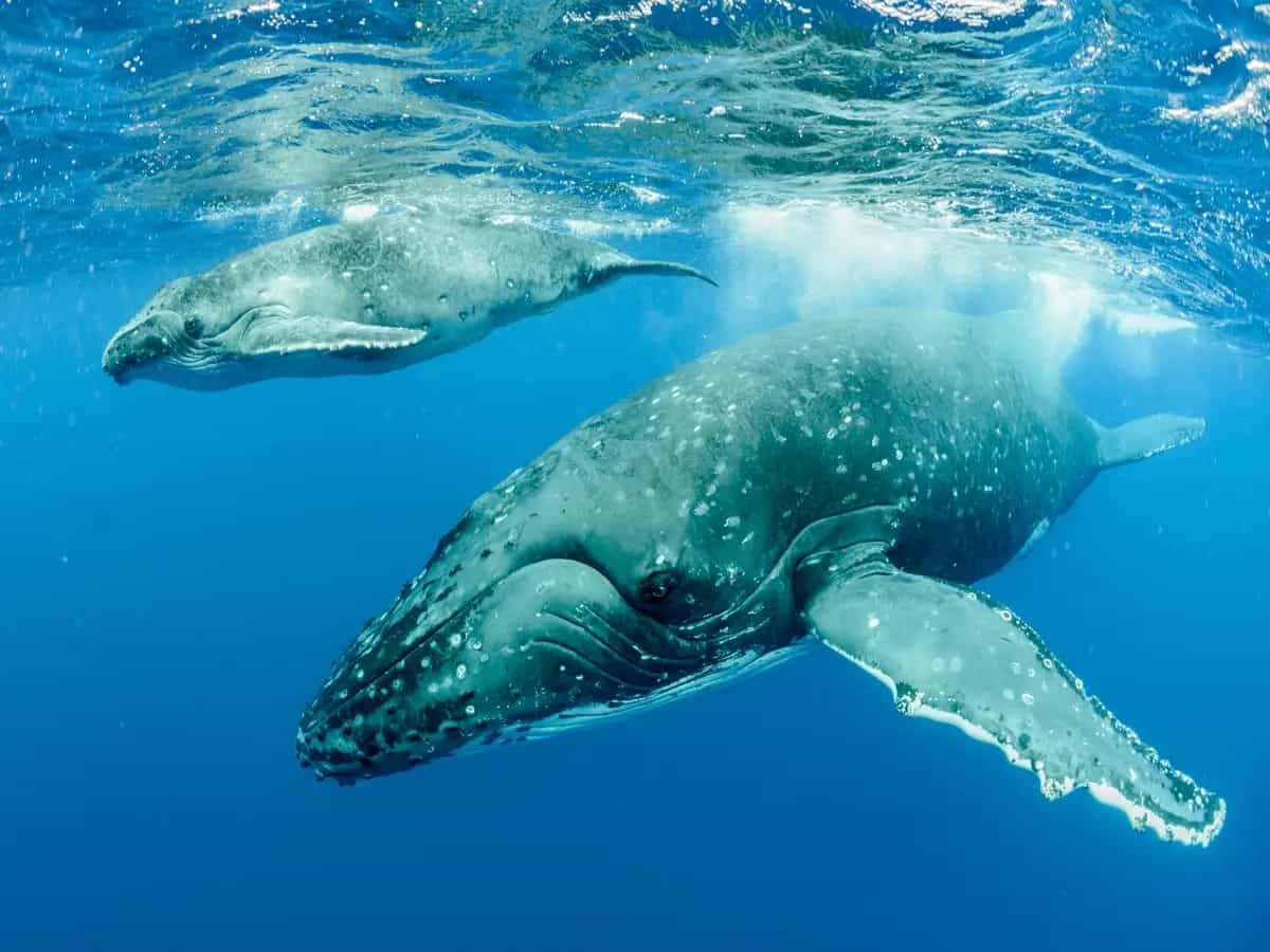 La strana interazione delle megattere con le alghe: gioco o cura della pelle?