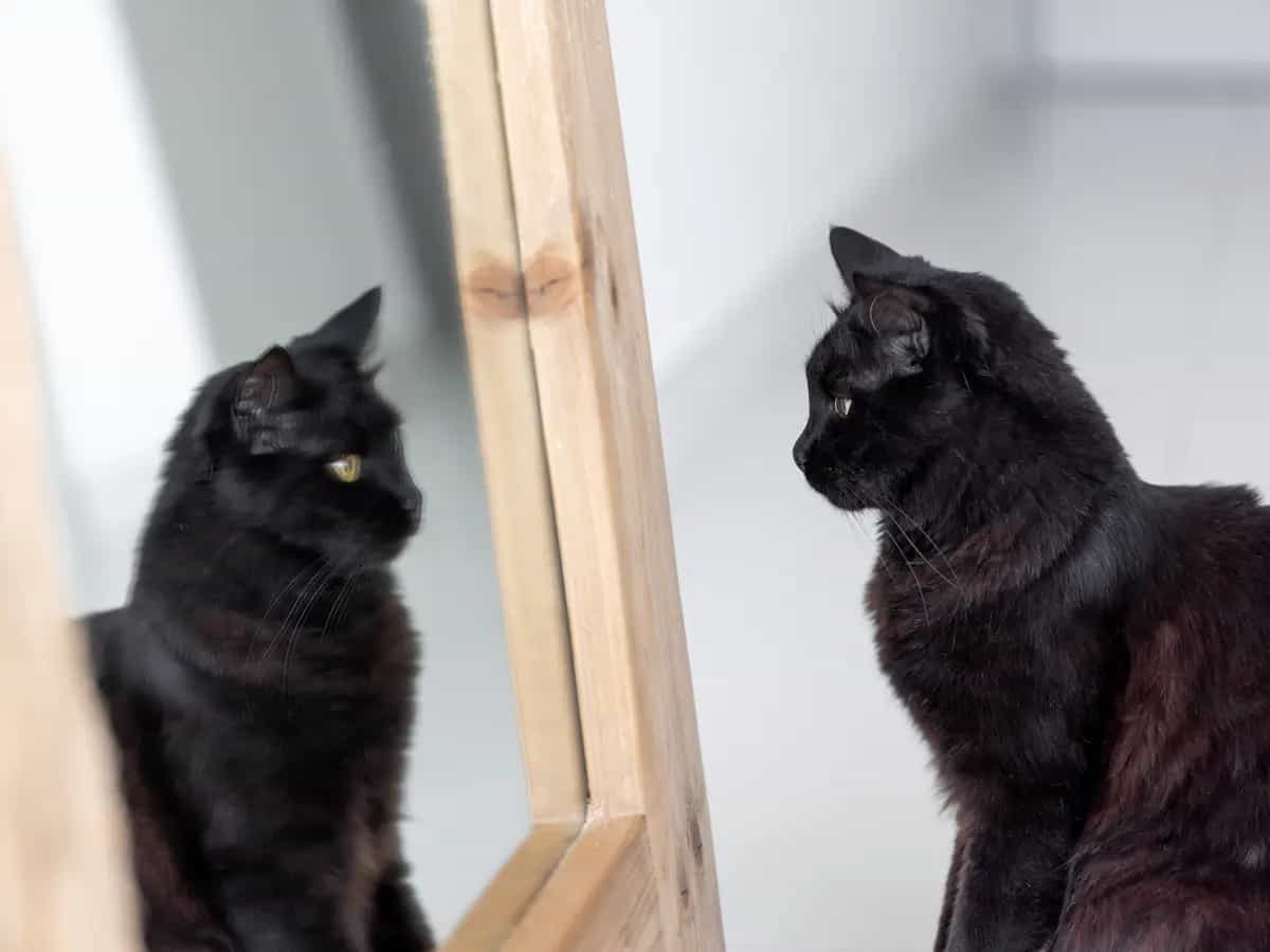 Gatti neri, qual è l'origine del colore del loro pelo