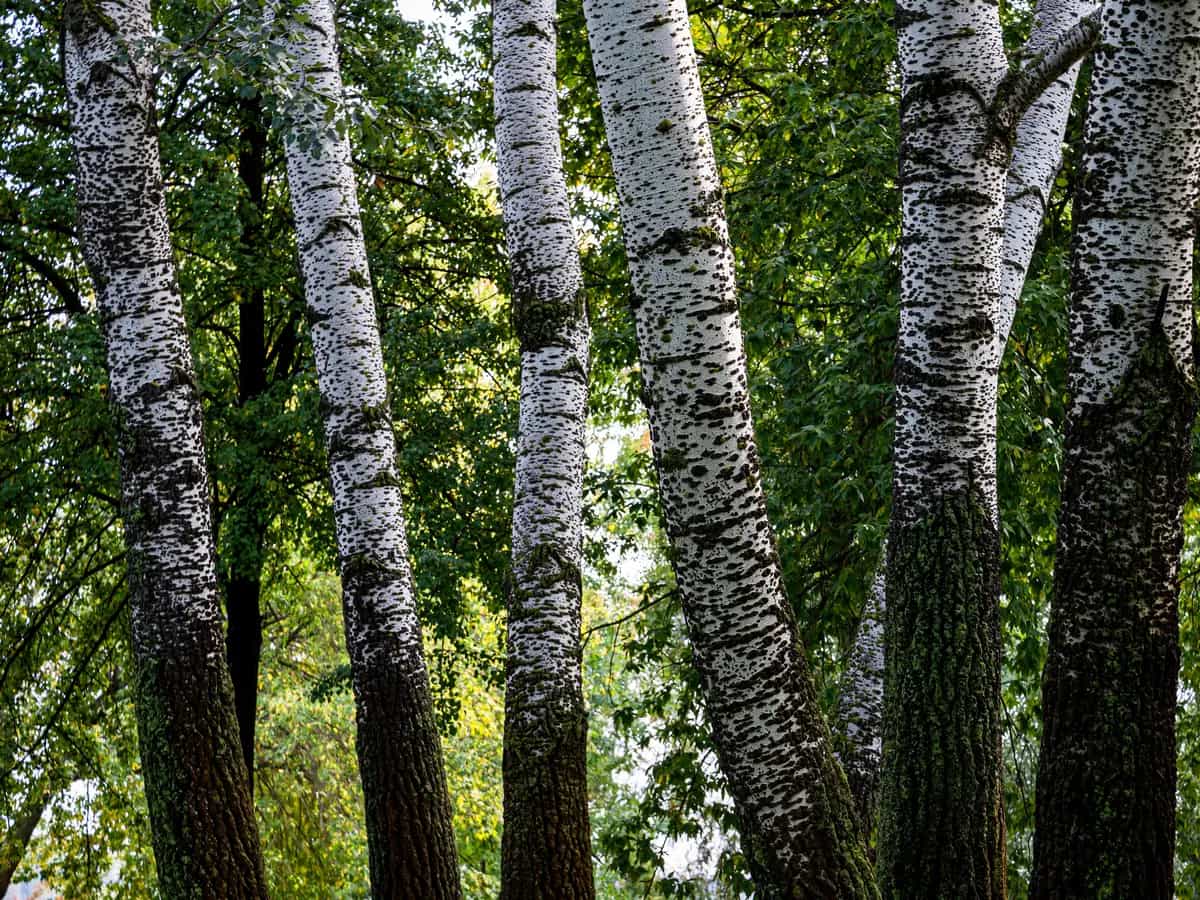 Pando, il più largo albero del mondo studiato grazie ai suoi suoni sotterranei