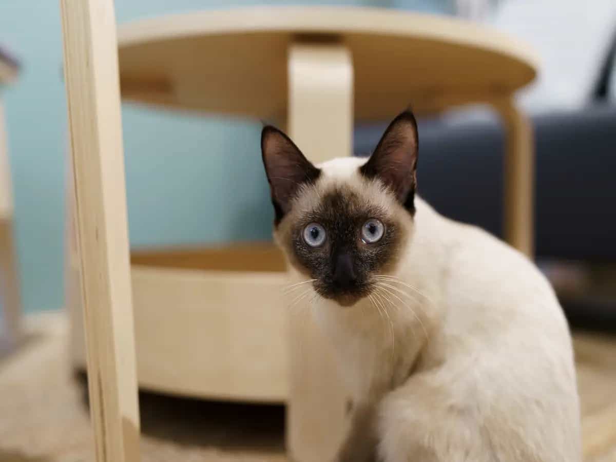 Il gene del gatto siamese che cambia colore con la temperatura